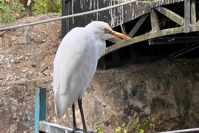 Alleppey Serene Canals Tour with Canoe Ride & Lunch from Kochi - Duration and Transportation