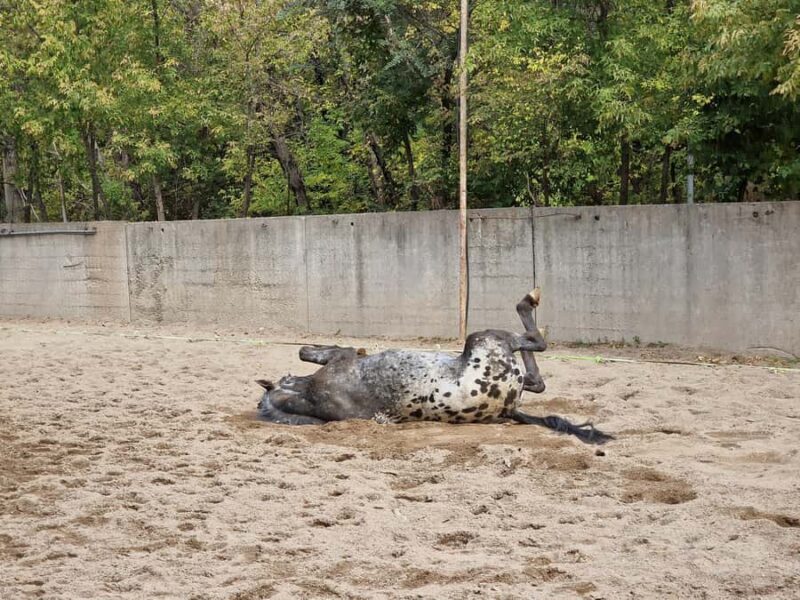 Almaty: Custom city tour, Shymbulak & Horseback-riding - The Value of a Private, Custom Tour