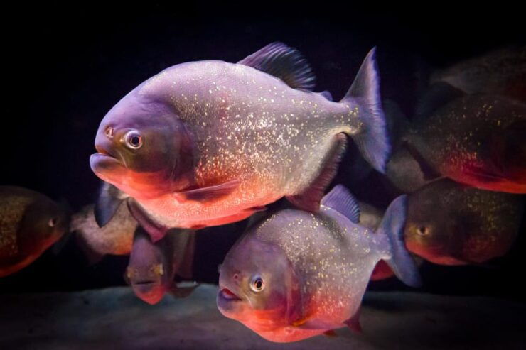Almeria: Aquarium Costa De Almeria Entry Ticket - Experience Highlights