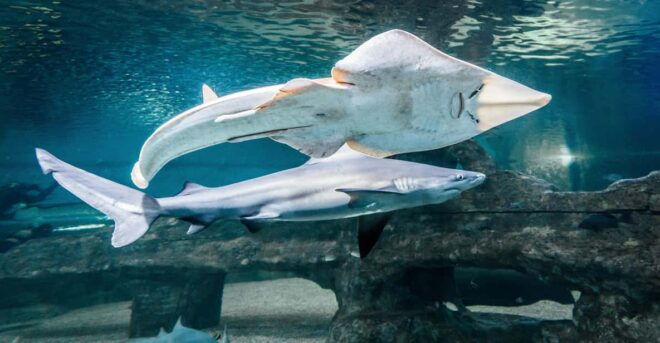 Almeria: Aquarium Costa De Almeria Entry Ticket - Marine Zones Explored