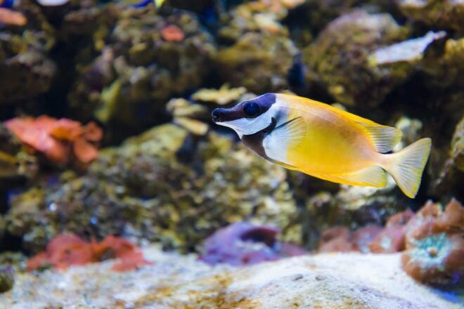 Almeria: Aquarium Costa De Almeria Entry Ticket - Unique Ecosystems