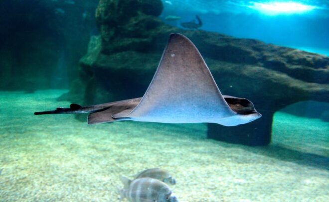 Almeria: Aquarium Costa De Almeria Entry Ticket - Interactive Displays