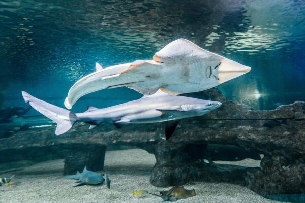 Almeria: Aquarium Costa De Almeria Entry Ticket - Meeting and Language Options
