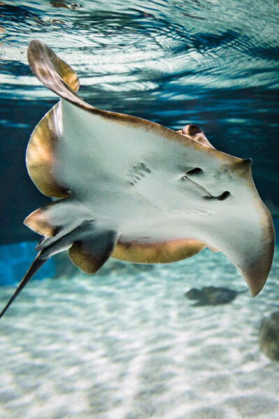 Almeria: Aquarium Costa De Almeria Entry Ticket - Visitor Guidelines