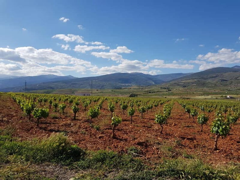 Almería: Wine tour and aperitif from La Alpujarra in Winery - Wrapping Up