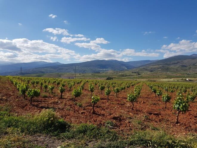 Almería: Wine Tour and Tasting in Organic Winery - Itinerary