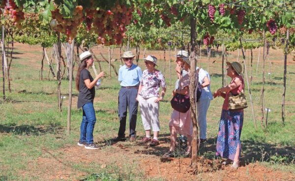 Almería: Wine Tour and Tasting in Organic Winery - The Sum Up