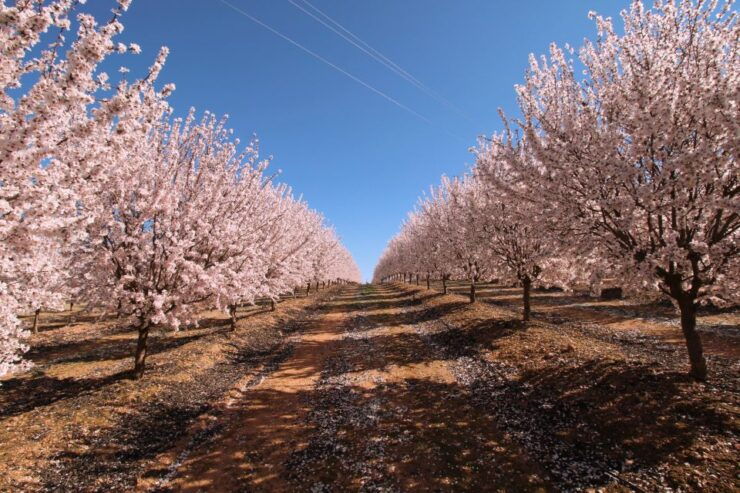 Almond Tree Route - Activity Details