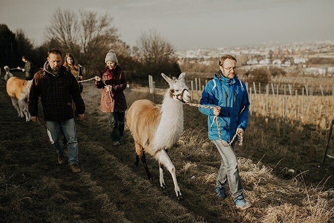 Alpaca and Llama Hike Moedling Near Vienna - Hiking Trail Information