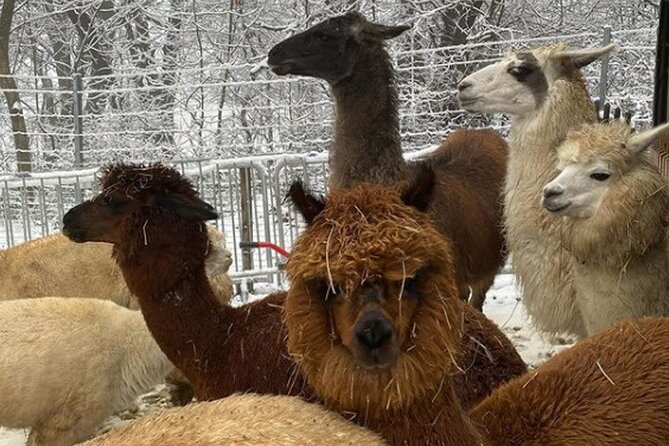 Alpaca and Llama Hike Moedling Near Vienna - Important Considerations for Participants