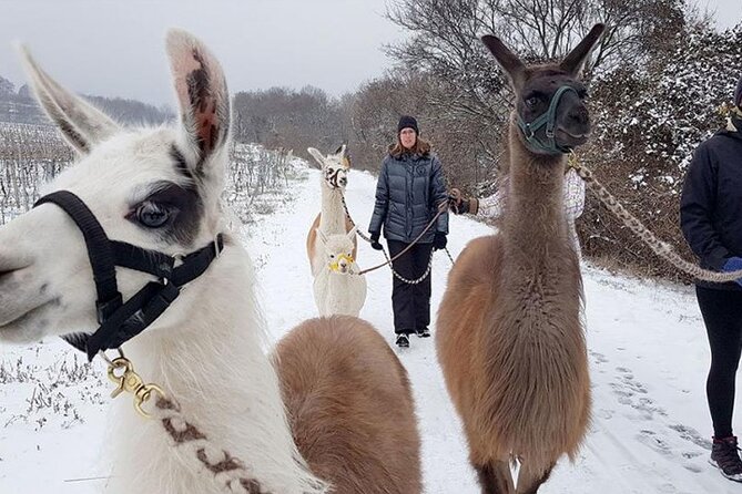 Alpaca and Llama Hike Moedling Near Vienna - Common Questions