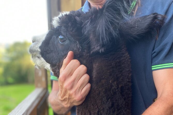 Alpaca Farm Private Tour in Tunstead Milton  - England - Tour Information