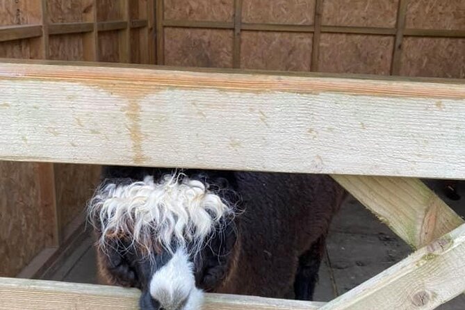 Alpaca Farm Private Tour in Tunstead Milton  - England - Reviews