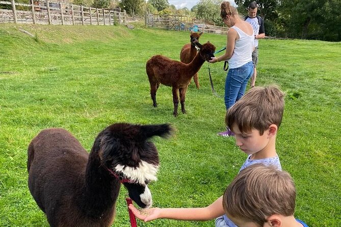 Alpaca Farm Private Tour in Tunstead Milton  - England - Background