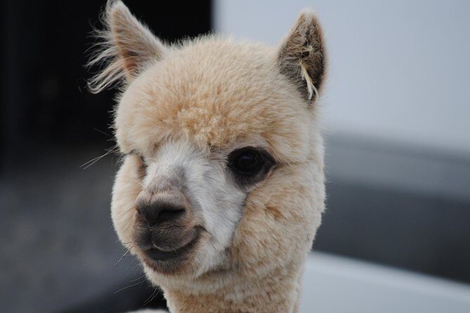Alpaca Farm Tours with Toffeemont - Good To Know