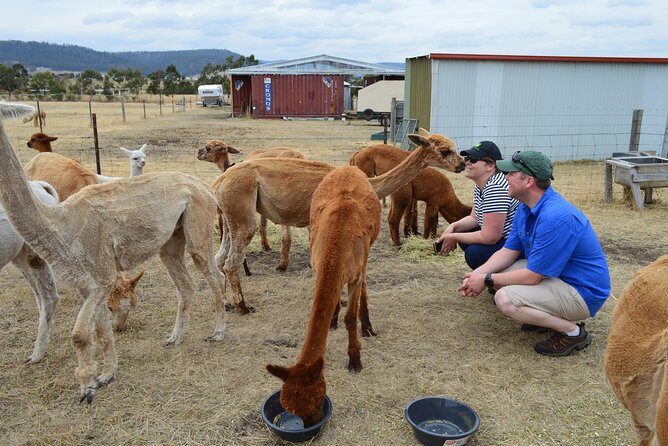Alpaca Farm Tours with Toffeemont - An Authentic Encounter with Tasmania’s Alpacas