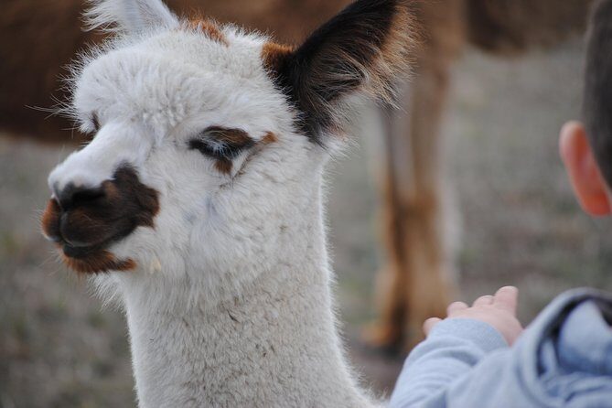 Alpaca Farm Tours with Toffeemont - Authentic Reviews: What Visitors Say