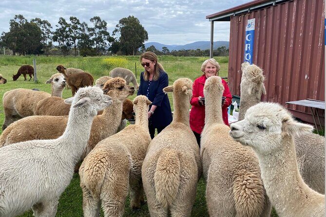 Alpaca Farm Tours with Toffeemont - Why You Should Consider This Tour