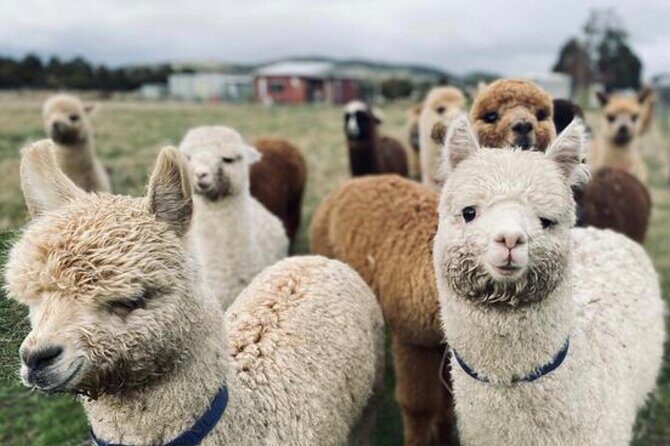 Alpaca Farm Tours with Toffeemont - The Sum Up