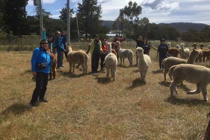 Alpaca Farm Tours with Toffeemont - FAQ