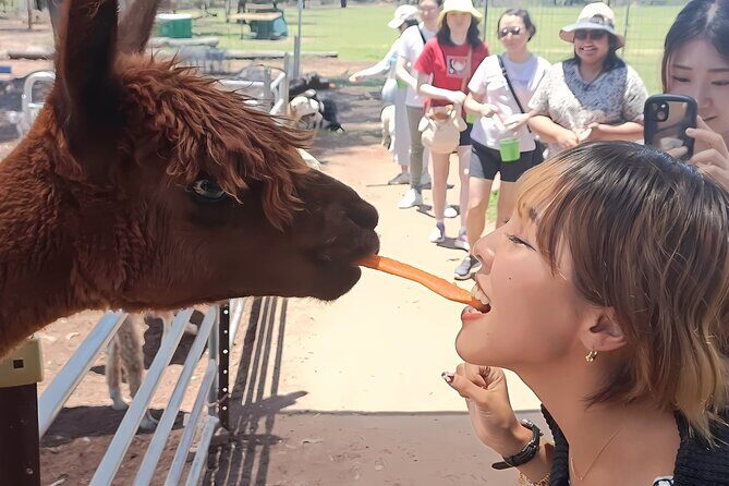 Alpaca Feeding with Wildlife and Nature Park Visit Private Tour - Good To Know