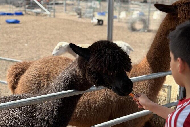 Alpaca Feeding with Wildlife and Nature Park Visit Private Tour - A Detailed Look at the Tour Experience