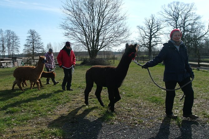 Alpaca Hike in the Barnimer Feldmark - Experience Overview