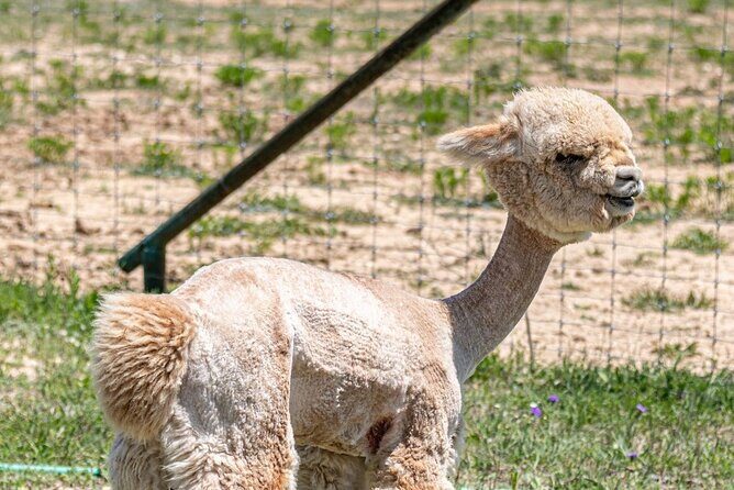 Alpaca Interaction and Wine Tasting - Good To Know