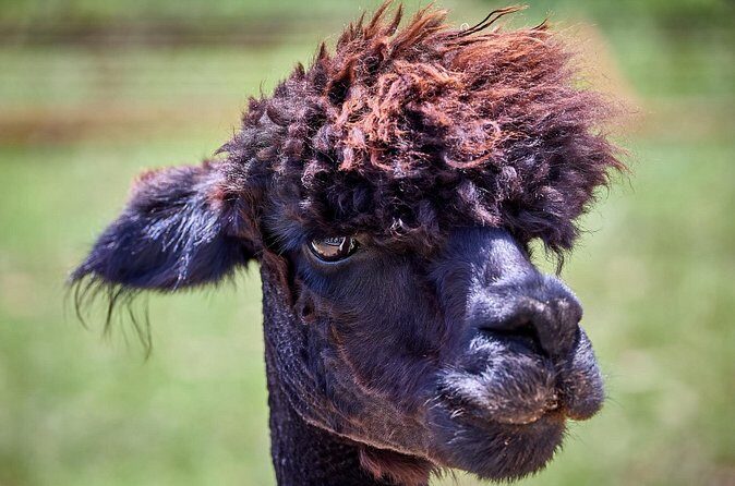 Alpaca Interaction and Wine Tasting - Who Should Book This Tour?