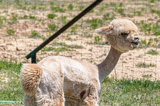 Alpaca Interaction and Wine Tasting - The Sum Up