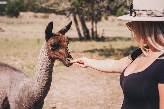 Alpaca Interaction and Wine Tasting - Frequently Asked Questions