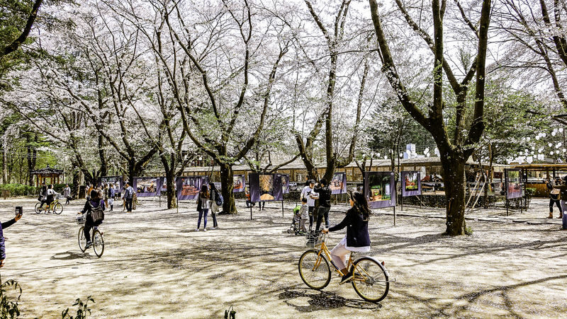 Alpaca+LEGOLAND+Nami Island+RailBike+Morning Calm Private Tour - Lunch: plan it before hunger makes the choice