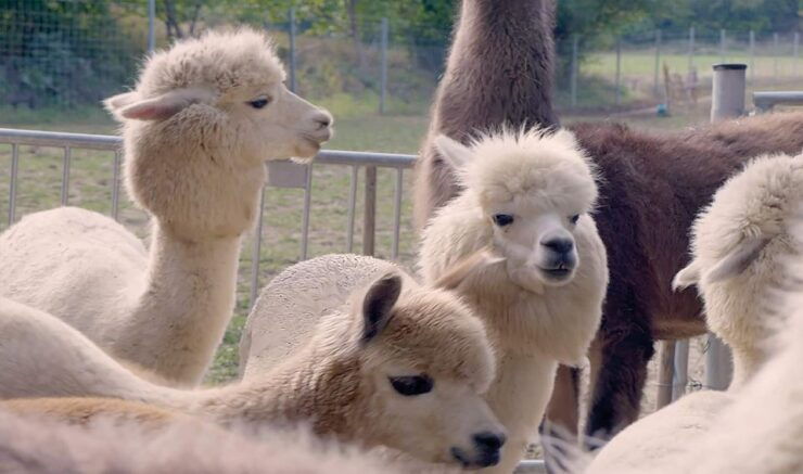 Alpaca & Llama Hike Mödling Vienna Austria - Exclusive Group - Activity Details and Booking