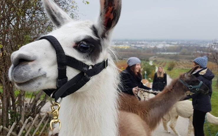 Alpaca & Llama Hike Mödling Vienna Austria - Exclusive Group - Highlights of the Activity
