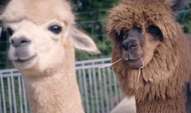 Alpaca & Llama Hike Mödling Vienna Austria - Exclusive Group - Full Description of the Activity