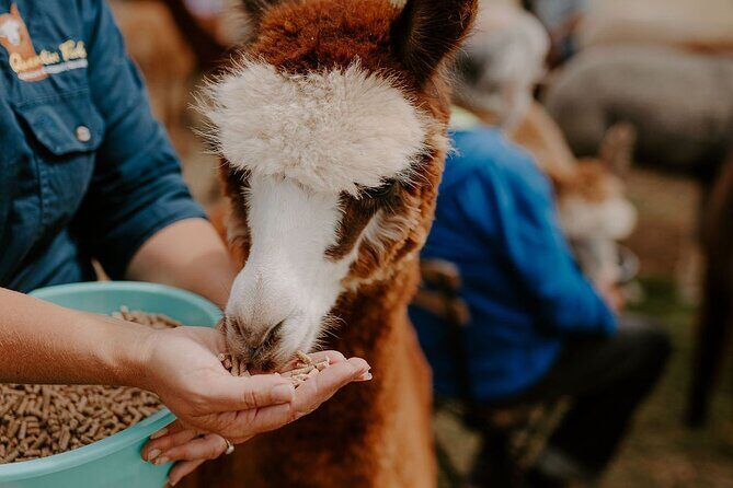Alpaca Meet and Greet Experience in Peterborough - Good To Know