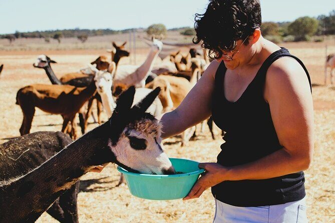 Alpaca Meet and Greet Experience in Peterborough - What to Expect from the Alpaca Meet and Greet Experience in Peterborough