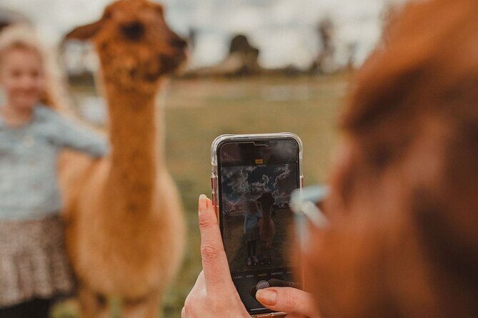 Alpaca Meet and Greet Experience in Peterborough - The Sum Up