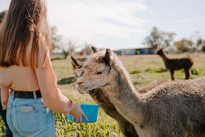 Alpaca Meet and Greet Experience in Peterborough - FAQs