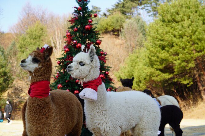 Alpaca, Nami, Eobi with Rail Bike or Strawberry - Good To Know