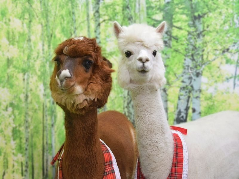 Alpaca Petting Experience in Tokyo Alpaca Petting Park - At a glance