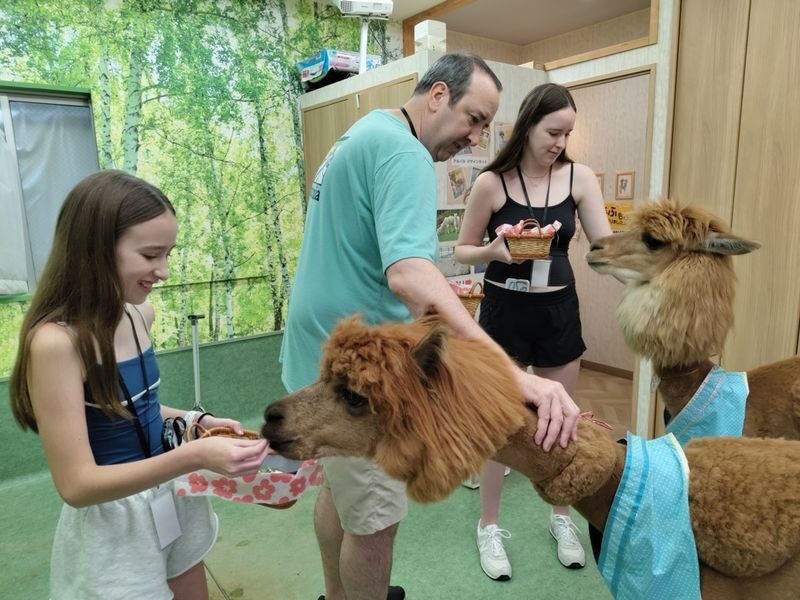 Alpaca Petting Experience in Tokyo Alpaca Petting Park - An animal encounter in Kagurazaka