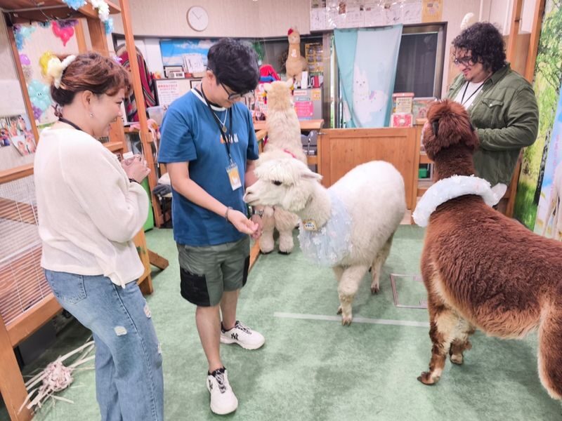 Alpaca Petting Experience in Tokyo Alpaca Petting Park - Choosing between 30 minutes and one hour