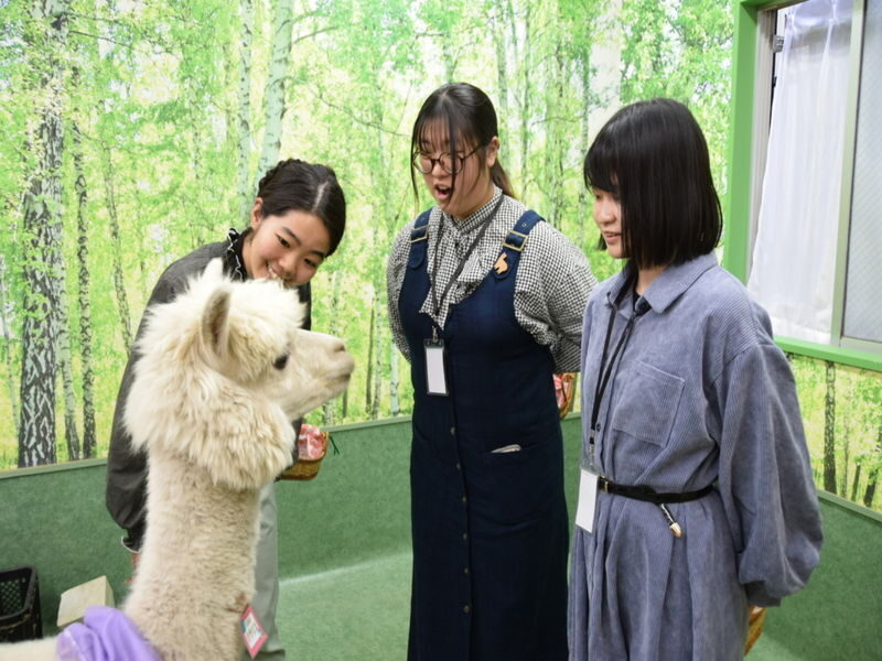 Alpaca Petting Experience in Tokyo Alpaca Petting Park - Who will enjoy this most