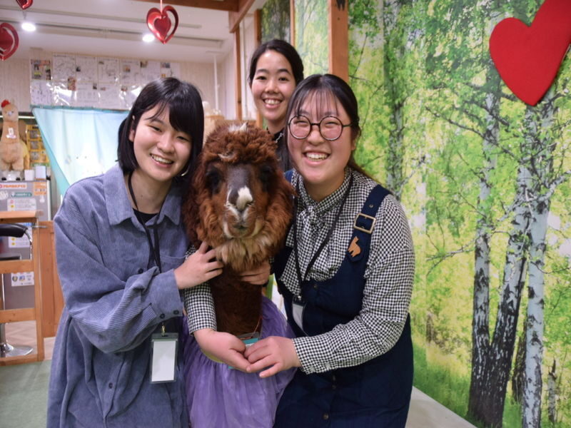 Alpaca Petting Experience in Tokyo Alpaca Petting Park - Booking and timing tips