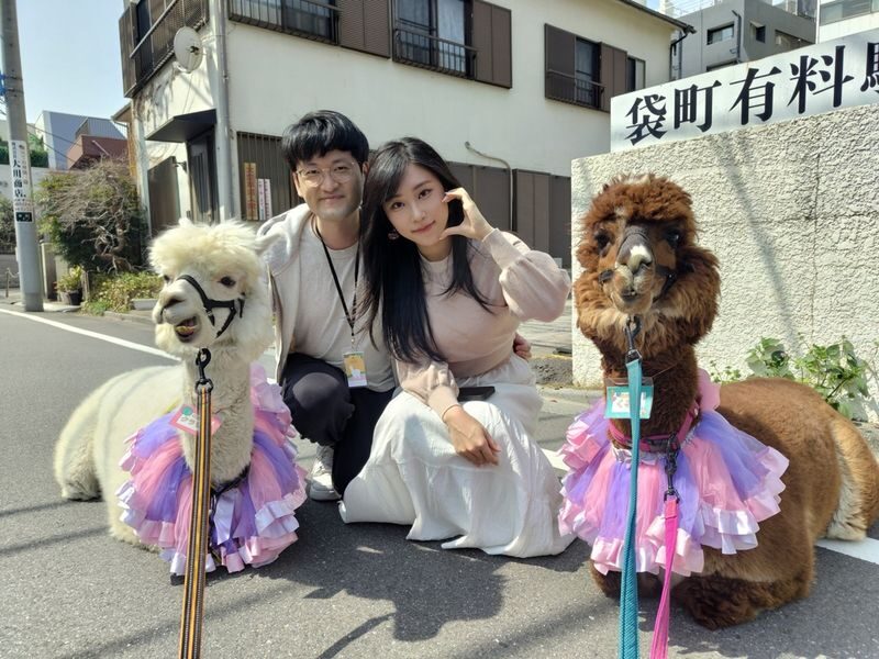 Alpaca Petting Experience in Tokyo Alpaca Petting Park - Should you book Alpaca Petting Park?