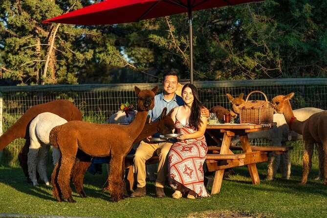 Alpaca Picnic Experience in Oregon - The Details of the Alpaca Picnic in Bend