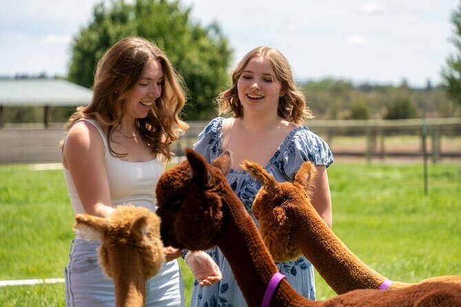 Alpaca Picnic Experience in Oregon - The Sum Up