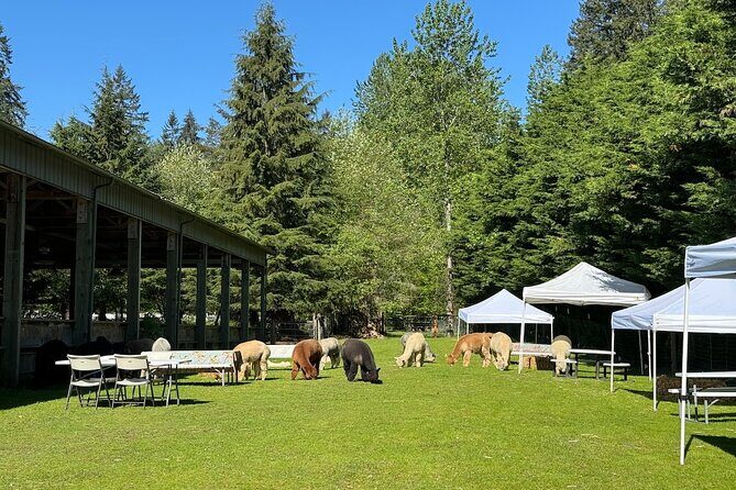 Alpaca Picnic - Immersive Animal Encounter - Seattle Experience - Good To Know