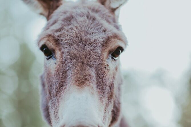 Alpaca Picnic - Immersive Animal Encounter - Seattle Experience - Why This Tour Works for Different Travelers